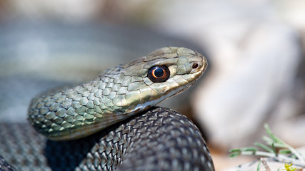 Montpellier snake Malpolon insignitus