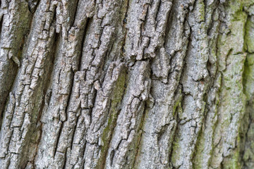 Bark of a tree as a background