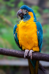 Blue-throated macaw Ara glaucogularis