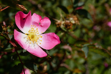 Briar Rosa sp.