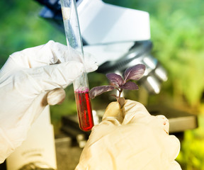 Biologist holding red basil sprout and test tube