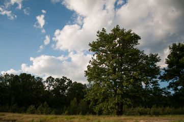 Obraz premium Lush trees on a warm summer day,