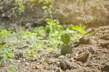 Closeup Shot Of Cactus In Garden