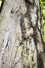 Highly detailed tree bark texture