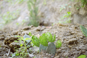 Closeup Shot Of Cactus In Garden
