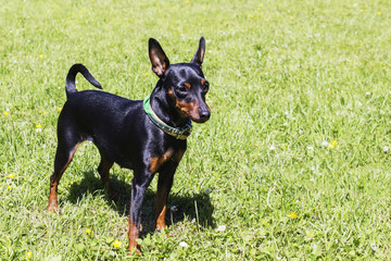 Portrait of a doberman pinscher puppy