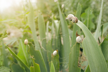 Little Snails Over Green Garden Grass