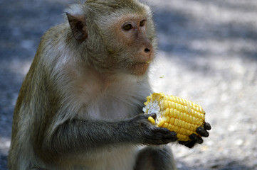 Monkey with corn.