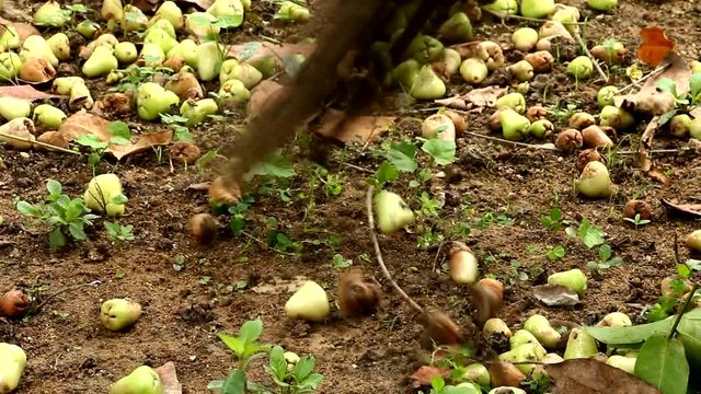 man sweeping rose apple