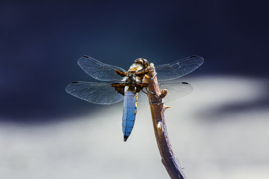 Dragonfly sits on branch.