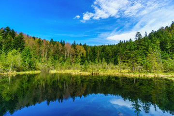 Beautiful colorful summer morning on river or lake. Cloudy blue sky, pine tree forest. Lonely calm mood meditative nature concept. Copy space, horizontal wallpaper. HDR effect. Scenic background.