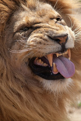 Lion pulling a face. Funny animal expression meme image. Something appears to have left a bad taste in the mouth (and this lion had just licked a lioness)!