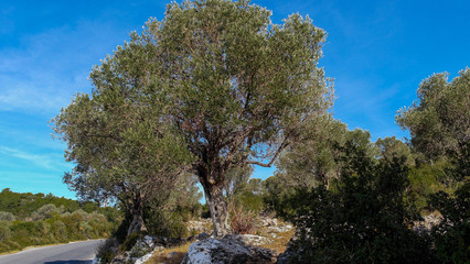 alter Olivenbaum auf Samos
