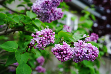 Bud Lilac/violet flower