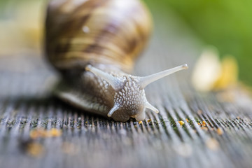 forest snail close up 