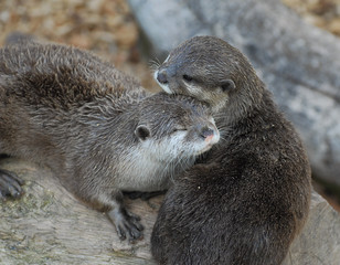 Otter hug