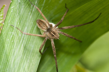 The house spider crawling on a green Bush