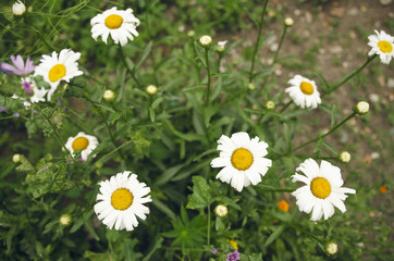 Big White Garden Daisies Shot From The Top