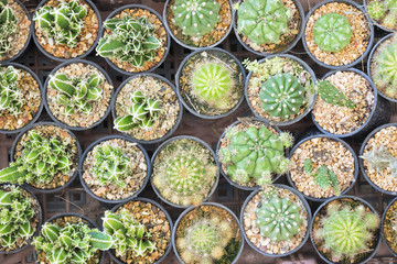 The various type of cactus in flat-lay scene. Cactus in the pot