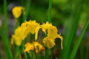 Obraz premium floraler Sommer Blumen Hintergrund mit Bokeh