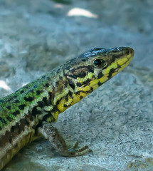 Lizard