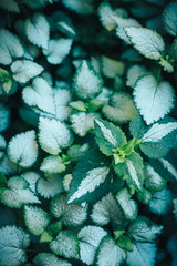 Pattern background of Solenostemon scutellarioides, Painted nettle or Flame nettle blue green color