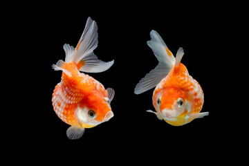 goldfish isolated on black background