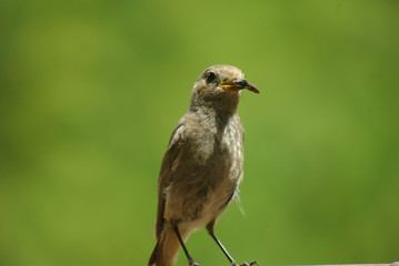 oiseau nouriture