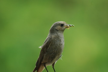 oiseau nouriture