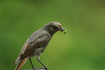 oiseau nouriture