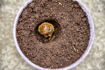 Pupa Siamese rhinoceros beetle or Fighting beetle in the hole, The pupa is in a strong and secure...