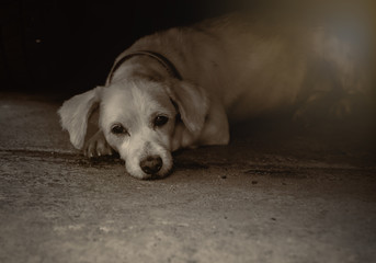 dog with black and white.Sepia tone, dog concept,