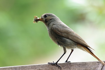 oiseau nouriture