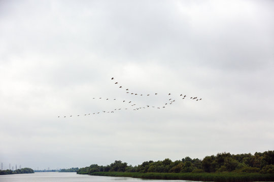 Landscape with different birds in the Danube Delta