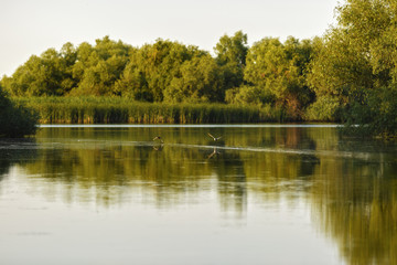 Fototapeta na wymiar Landscape with different birds in the Danube Delta