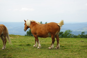 Fototapeta premium Cheval brun et blanc
