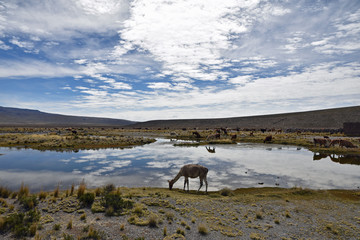 Vigogne de l'altiplano andin au Pérou