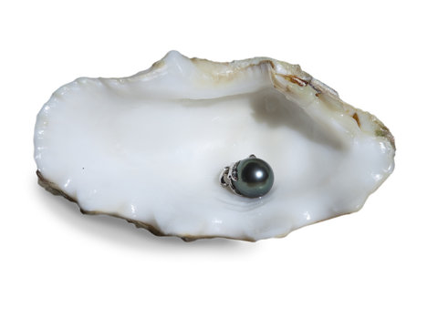 black pearl oyster shell