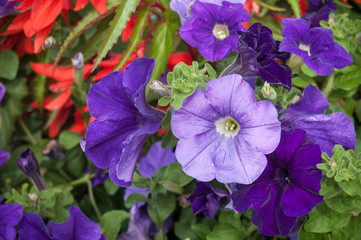 pétunias violets dans une jardinière