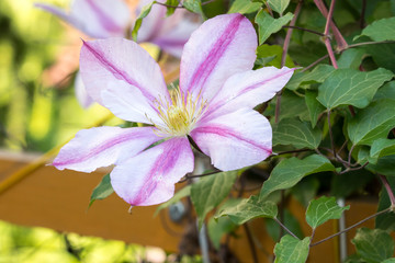 Clematis flowers bloom in a spring garden