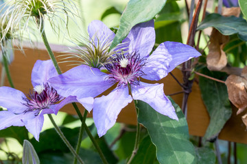 Clematis flowers bloom in a spring garden