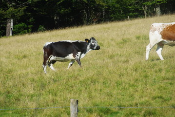 Vaches laiti&egrave;res
