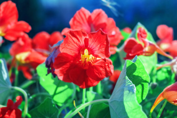 Red flower nasturtium