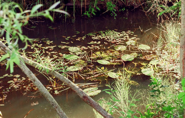 Sunny scenic swamp