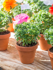 Basil plants with paper flowers and poems sold on Saint Anthony in Lisbon