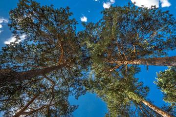 F&ouml;hren von unten vor blauem Himmel