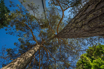 Blick in den Himmel entlang der Stämme von Föhren und eines Kirchturms