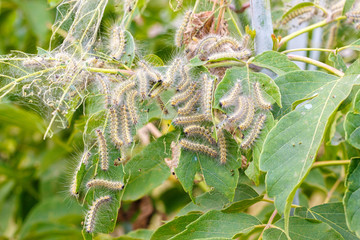 The caterpillars eat the leaves of the plant.