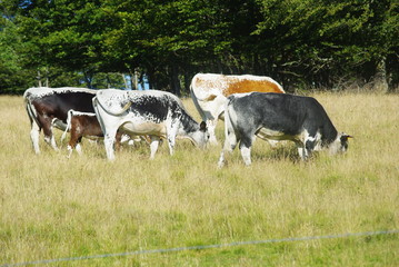 Vaches laiti&egrave;res