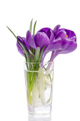 bouquet from crocus flowers in vase isolated on white